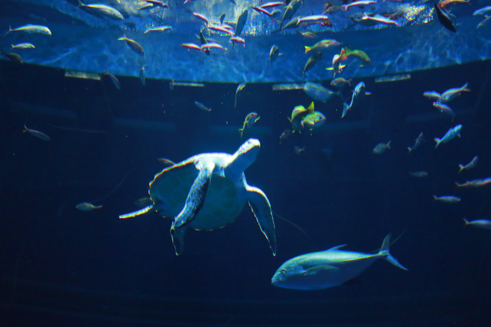 沖繩南部新景點｜DMM Kariyushi水族館。沖繩最新水族館、結合沖繩陸地、海洋生態神秘療癒的超夢幻水族館！！