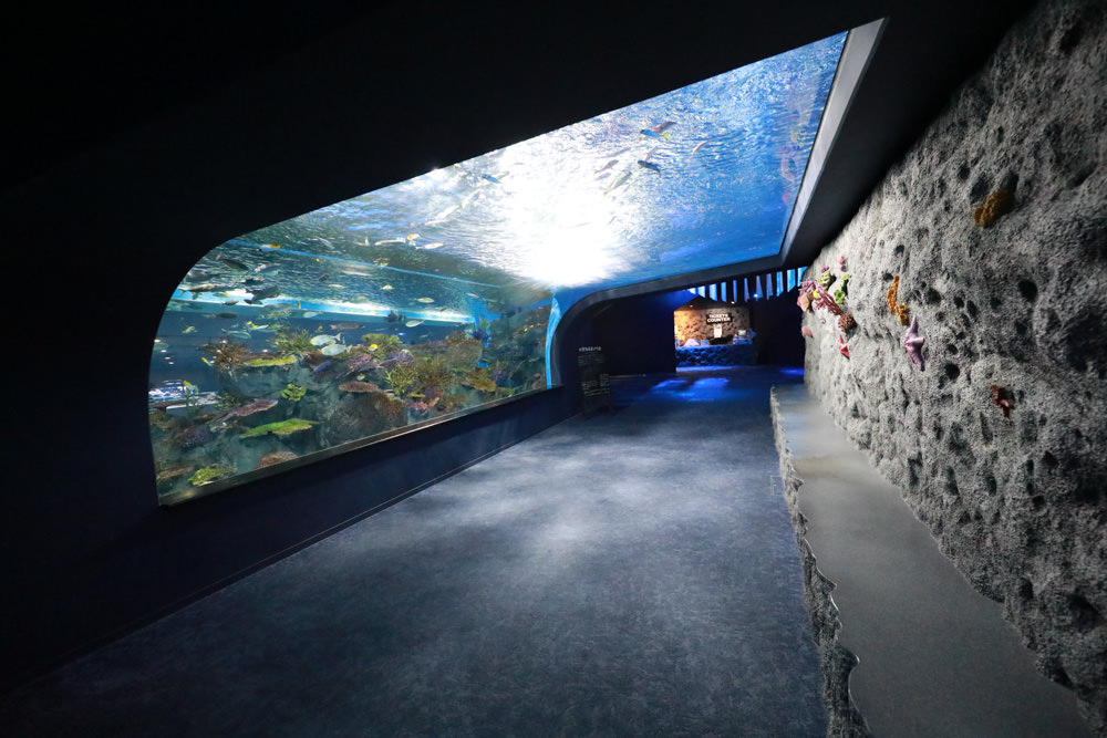 沖繩南部新景點｜DMM Kariyushi水族館。沖繩最新水族館、結合沖繩陸地、海洋生態神秘療癒的超夢幻水族館！！
