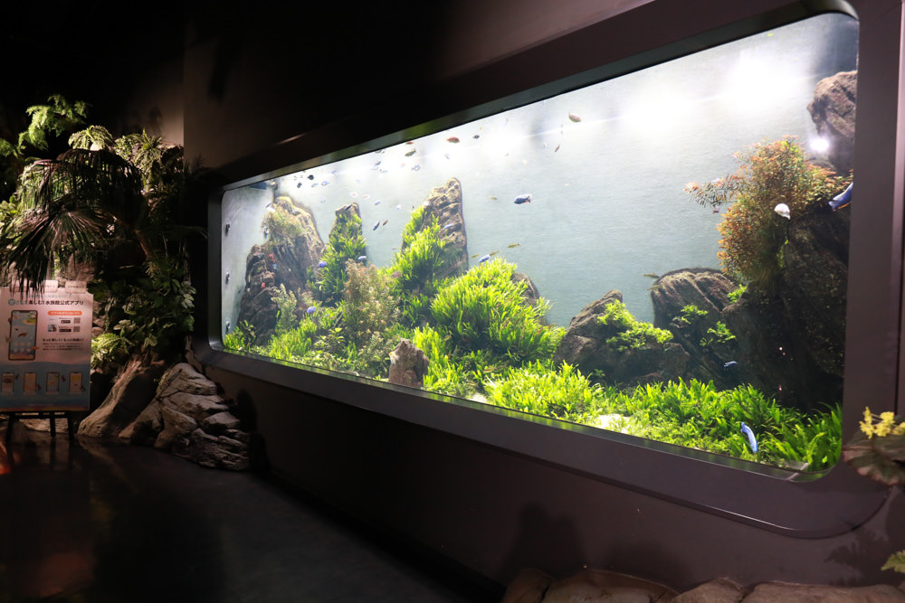 沖繩南部新景點｜DMM Kariyushi水族館。沖繩最新水族館、結合沖繩陸地、海洋生態神秘療癒的超夢幻水族館！！