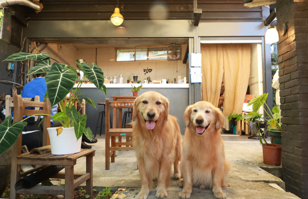 新店安坑美食|波波咖啡 Bo Coffee Roaster(波豆商行)。寵物友善餐廳、隱藏山中的老宅咖啡廳 - 第4張圖 新店安坑美食|波波咖啡 Bo Coffee Roaster(波豆商行)。寵物友善餐廳、隱藏山中的老宅咖啡廳
