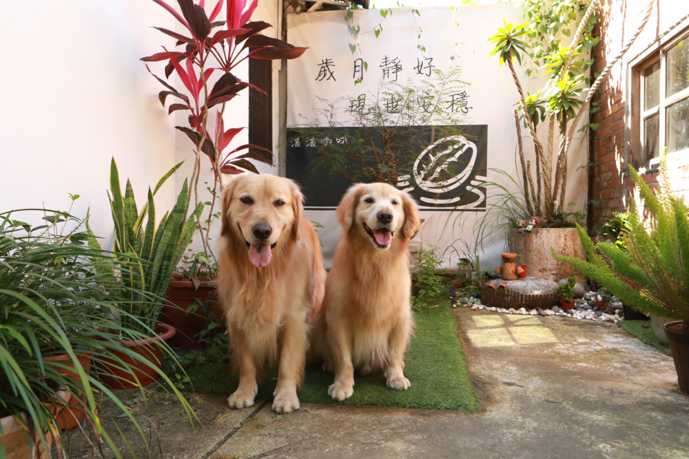 新店安坑美食|波波咖啡 Bo Coffee Roaster(波豆商行)。寵物友善餐廳、隱藏山中的老宅咖啡廳 - 第7張圖 新店安坑美食|波波咖啡 Bo Coffee Roaster(波豆商行)。寵物友善餐廳、隱藏山中的老宅咖啡廳