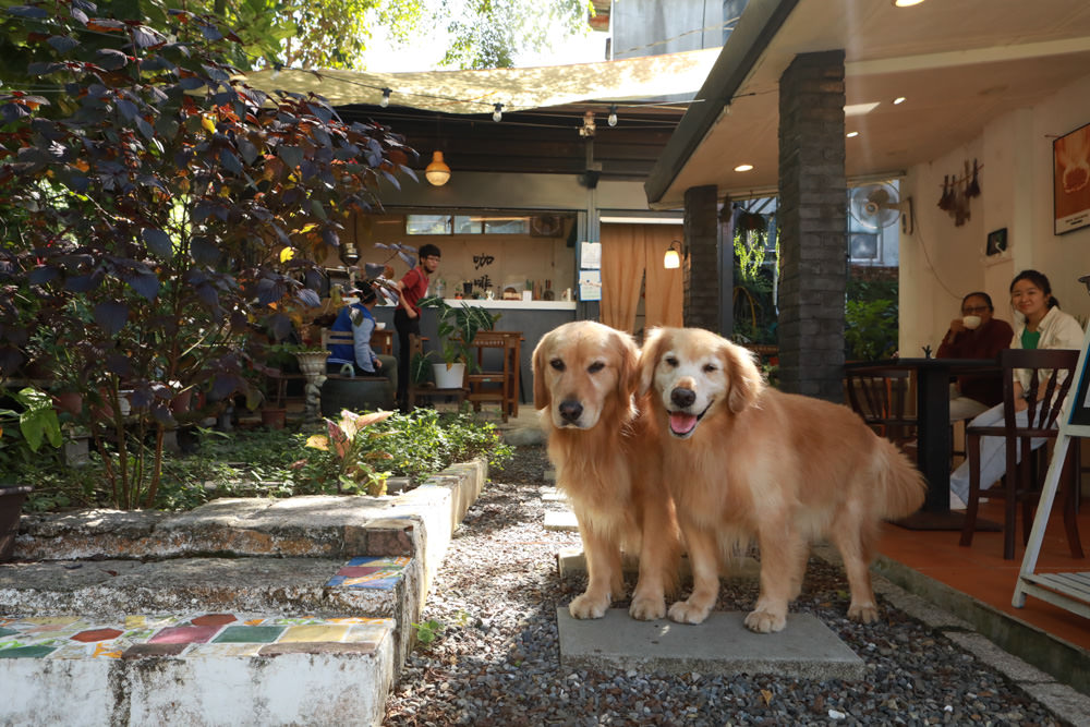 新店安坑美食|波波咖啡 Bo Coffee Roaster(波豆商行)。寵物友善餐廳、隱藏山中的老宅咖啡廳 - 第3張圖 新店安坑美食|波波咖啡 Bo Coffee Roaster(波豆商行)。寵物友善餐廳、隱藏山中的老宅咖啡廳