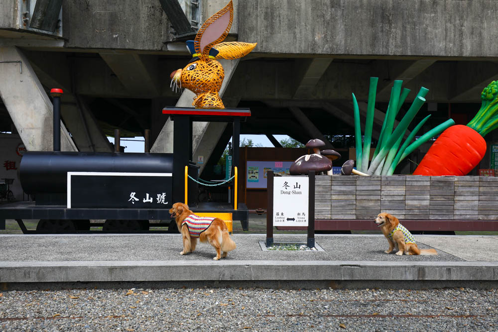 宜蘭冬山新景點|冬山車站旁的波波草、稻草捲心酥、彩虹屋,還有浪漫花海、絕美落羽松 - 第6張圖 宜蘭冬山新景點|冬山車站旁的波波草、稻草捲心酥、彩虹屋,還有浪漫花海、絕美落羽松