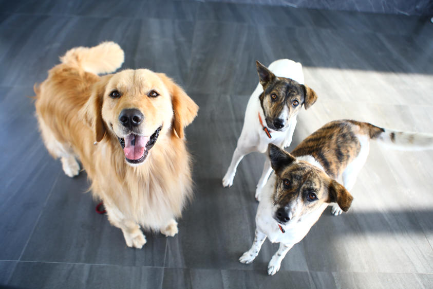 花蓮鹽寮海景民宿|海嵐行館。台11線上絕美純白寵物友善景觀民宿、綠草如茵大草皮 - 第20張圖 花蓮鹽寮海景民宿|海嵐行館。台11線上絕美純白寵物友善景觀民宿、綠草如茵大草皮