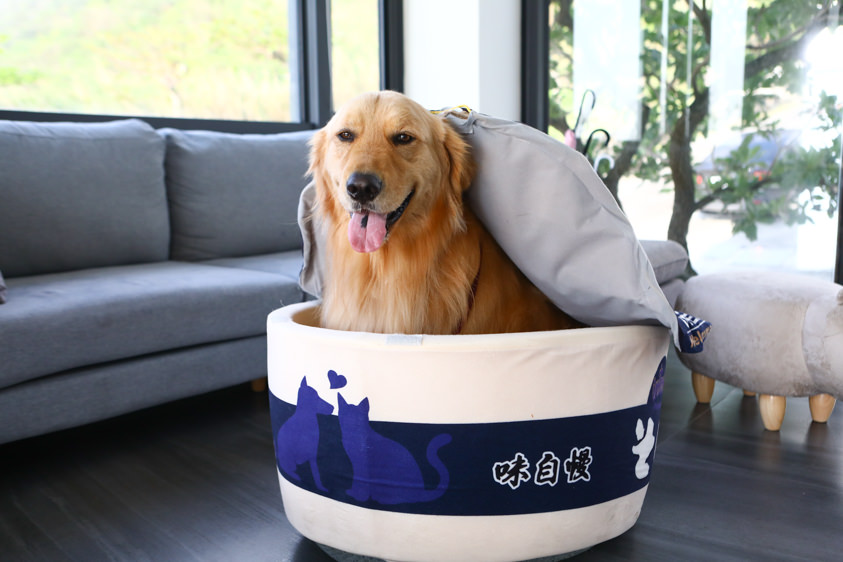 花蓮鹽寮海景民宿|海嵐行館。台11線上絕美純白寵物友善景觀民宿、綠草如茵大草皮 - 第17張圖 花蓮鹽寮海景民宿|海嵐行館。台11線上絕美純白寵物友善景觀民宿、綠草如茵大草皮