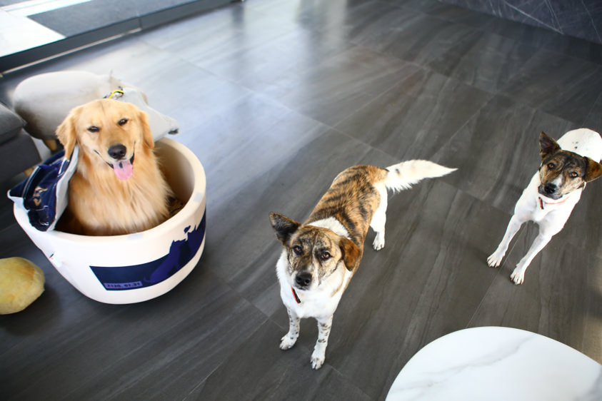 花蓮鹽寮海景民宿|海嵐行館。台11線上絕美純白寵物友善景觀民宿、綠草如茵大草皮 - 第19張圖 花蓮鹽寮海景民宿|海嵐行館。台11線上絕美純白寵物友善景觀民宿、綠草如茵大草皮