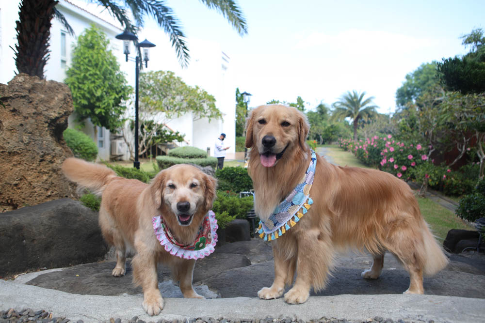 屏東墾丁|墾丁海灣森林精品民宿。寵物專屬庭院房型、擁抱白砂灣海灣、山林美景、墾丁五星級飯店等級的精緻旅宿 - 第1張圖 屏東墾丁|墾丁海灣森林精品民宿。寵物專屬庭院房型、擁抱白砂灣海灣、山林美景、墾丁五星級飯店等級的精緻旅宿