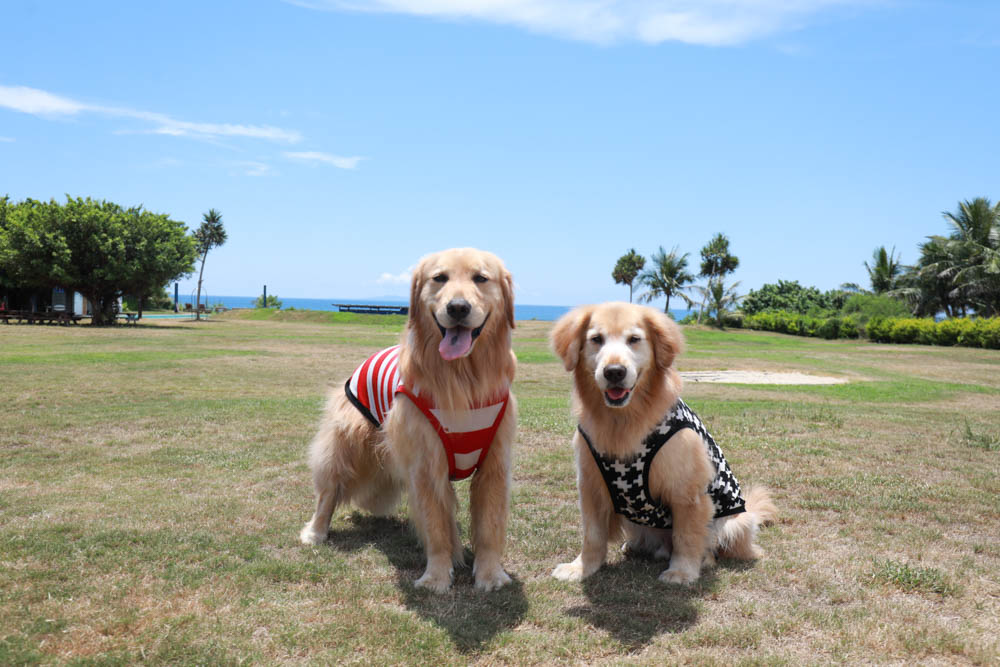 台東海景景觀餐廳|都蘭海角咖啡。寵物友善餐廳、絕美看海餐廳、大草皮、西班牙異國料理!! - 第1張圖 台東海景景觀餐廳|都蘭海角咖啡。寵物友善餐廳、絕美看海餐廳、大草皮、西班牙異國料理!!