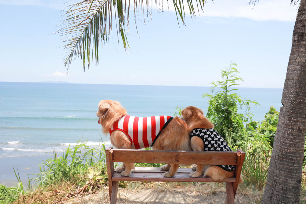 台東海景景觀餐廳|都蘭海角咖啡。寵物友善餐廳、絕美看海餐廳、大草皮、西班牙異國料理!! - 第11張圖 台東海景景觀餐廳|都蘭海角咖啡。寵物友善餐廳、絕美看海餐廳、大草皮、西班牙異國料理!!