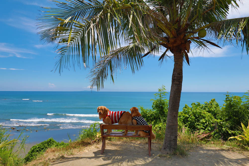 台東海景景觀餐廳|都蘭海角咖啡。寵物友善餐廳、絕美看海餐廳、大草皮、西班牙異國料理!! - 第10張圖 台東海景景觀餐廳|都蘭海角咖啡。寵物友善餐廳、絕美看海餐廳、大草皮、西班牙異國料理!!