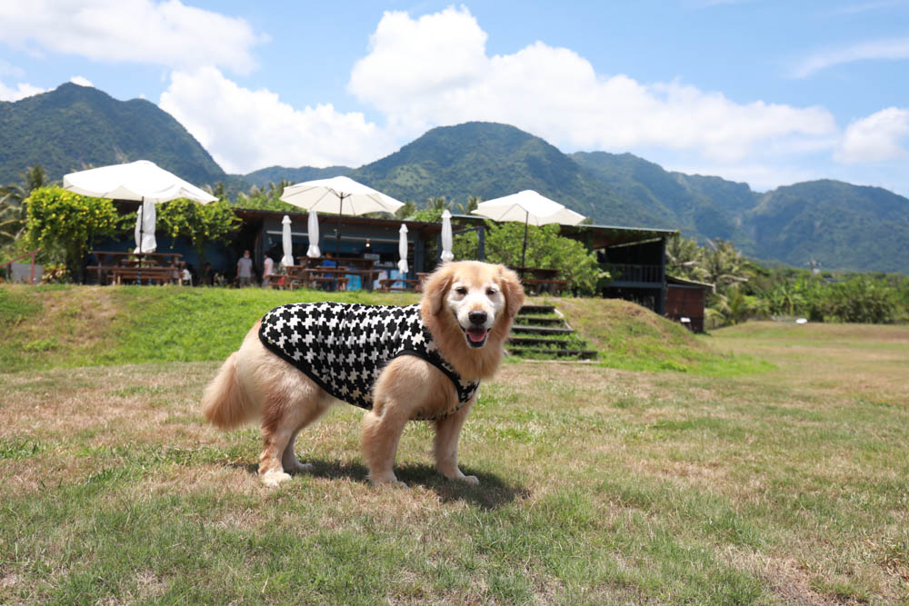 台東海景景觀餐廳|都蘭海角咖啡。寵物友善餐廳、絕美看海餐廳、大草皮、西班牙異國料理!! - 第5張圖 台東海景景觀餐廳|都蘭海角咖啡。寵物友善餐廳、絕美看海餐廳、大草皮、西班牙異國料理!!