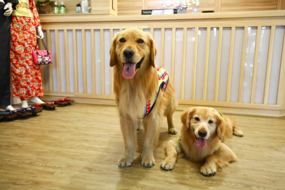 宜蘭壯圍｜海邊民宿Hibnb Guesthouse。寵物友善民宿、燒鳥居酒屋、Q萌柴柴神社、濃濃日式風情、距離秘境海灘走路2分鐘、龜山島