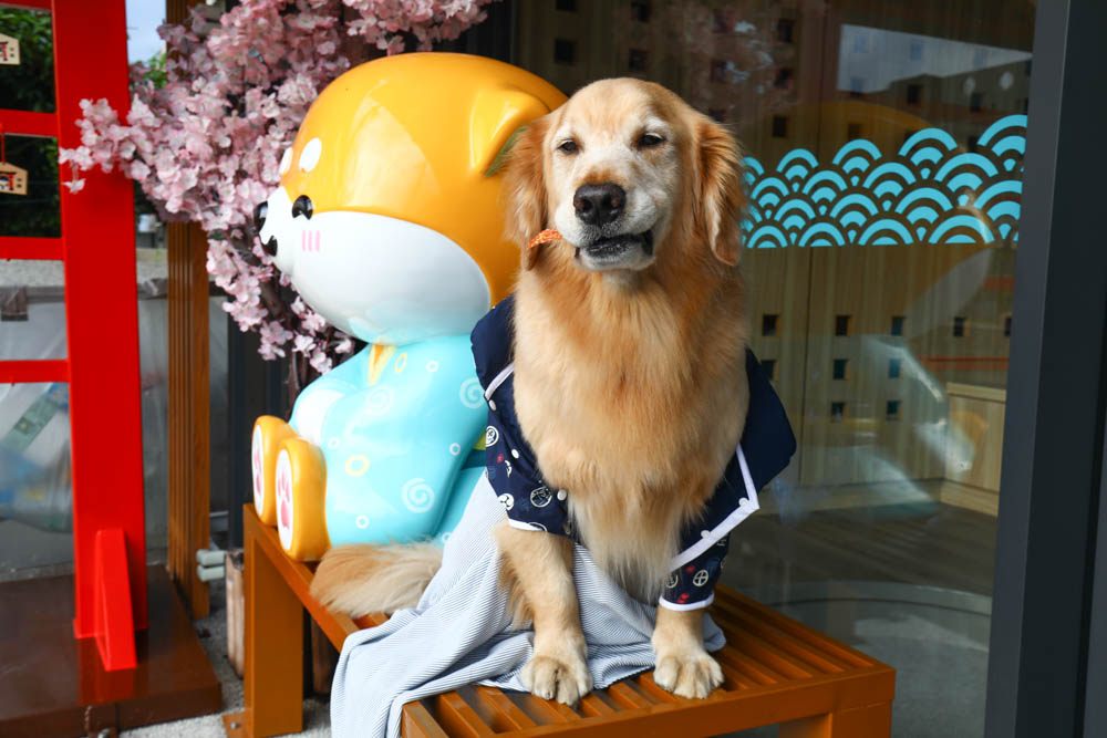 宜蘭壯圍｜海邊民宿Hibnb Guesthouse。寵物友善民宿、燒鳥居酒屋、Q萌柴柴神社、濃濃日式風情、距離秘境海灘走路2分鐘、龜山島