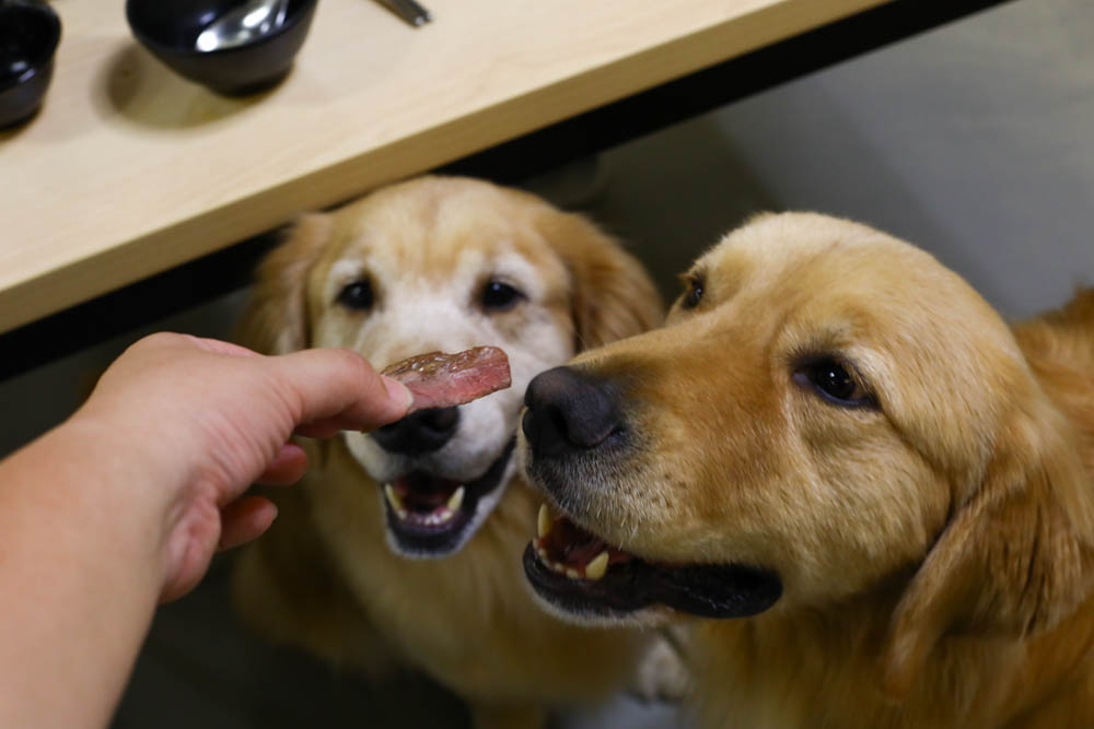 宜蘭壯圍｜海邊民宿Hibnb Guesthouse。寵物友善民宿、燒鳥居酒屋、Q萌柴柴神社、濃濃日式風情、距離秘境海灘走路2分鐘、龜山島