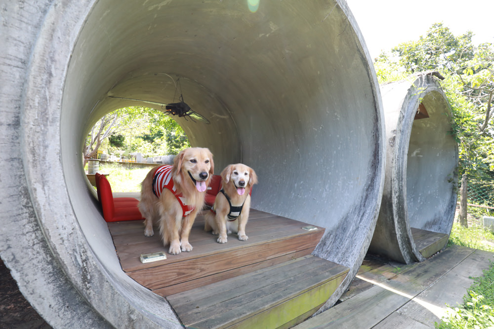 台北淡水美食景點|Binma Area 134玻璃屋咖啡廳。寵物友善餐廳、森林系咖啡廳、攝影基地、網美咖啡廳、淡水天元宮附近 - 第9張圖 台北淡水美食景點|Binma Area 134玻璃屋咖啡廳。寵物友善餐廳、森林系咖啡廳、攝影基地、網美咖啡廳、淡水天元宮附近