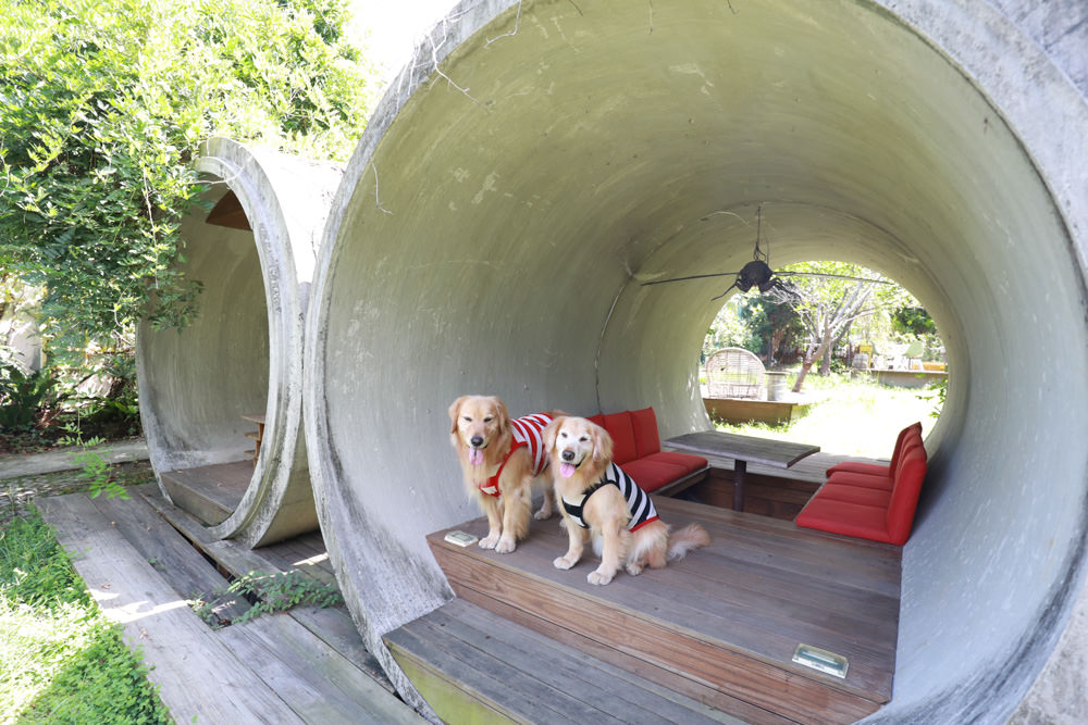 台北淡水美食景點|Binma Area 134玻璃屋咖啡廳。寵物友善餐廳、森林系咖啡廳、攝影基地、網美咖啡廳、淡水天元宮附近 - 第10張圖 台北淡水美食景點|Binma Area 134玻璃屋咖啡廳。寵物友善餐廳、森林系咖啡廳、攝影基地、網美咖啡廳、淡水天元宮附近