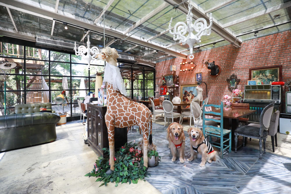 台北淡水美食景點|Binma Area 134玻璃屋咖啡廳。寵物友善餐廳、森林系咖啡廳、攝影基地、網美咖啡廳、淡水天元宮附近 - 第16張圖 台北淡水美食景點|Binma Area 134玻璃屋咖啡廳。寵物友善餐廳、森林系咖啡廳、攝影基地、網美咖啡廳、淡水天元宮附近