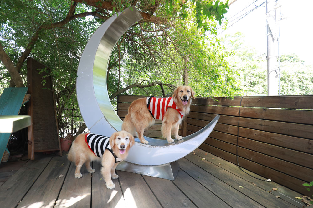 台北淡水美食景點|Binma Area 134玻璃屋咖啡廳。寵物友善餐廳、森林系咖啡廳、攝影基地、網美咖啡廳、淡水天元宮附近 - 第6張圖 台北淡水美食景點|Binma Area 134玻璃屋咖啡廳。寵物友善餐廳、森林系咖啡廳、攝影基地、網美咖啡廳、淡水天元宮附近