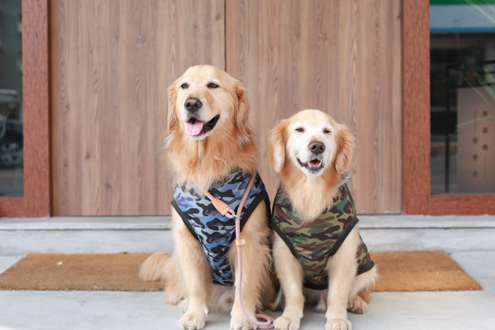 新北深坑美食｜南國深坑。寵物友善餐廳、深坑老街附近的老宅咖啡廳、早午餐、菲律賓炸豬五花肉飯