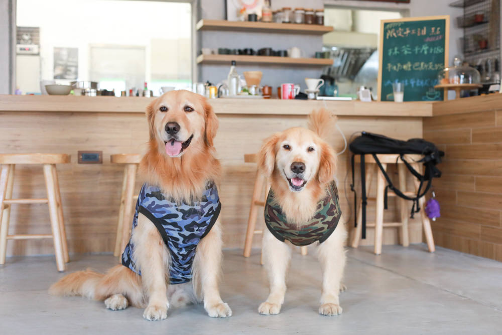 新北深坑美食｜南國深坑。寵物友善餐廳、深坑老街附近的老宅咖啡廳、早午餐、菲律賓炸豬五花肉飯