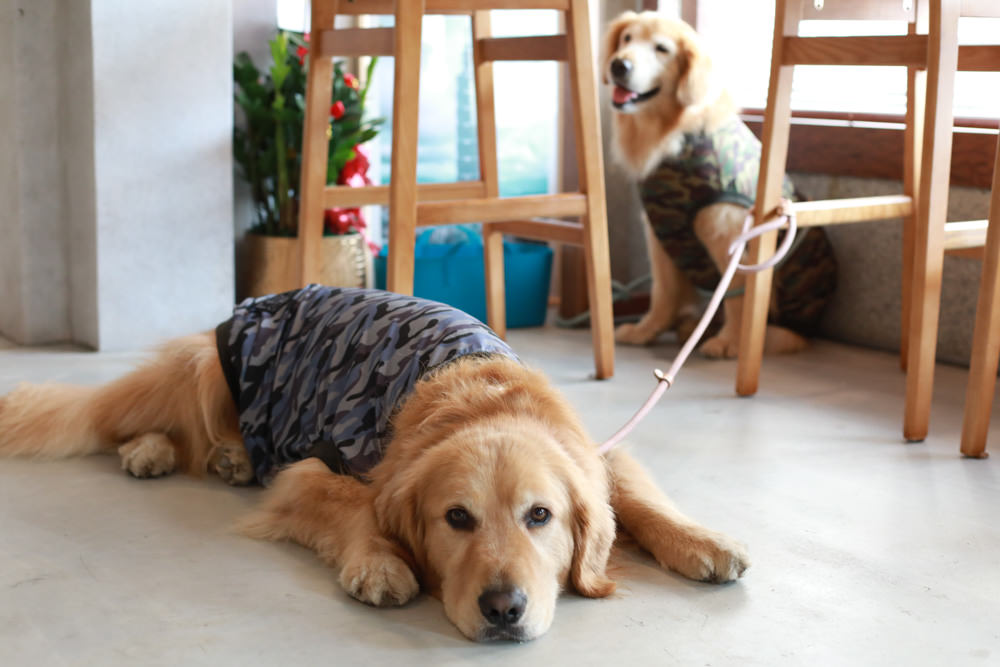 新北深坑美食｜南國深坑。寵物友善餐廳、深坑老街附近的老宅咖啡廳、早午餐、菲律賓炸豬五花肉飯