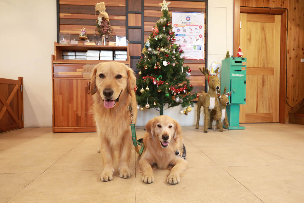 清境蒙塔妮手作甜點｜南投清境美食咖啡廳、清境寵物友善餐廳、超美的歐洲童話小屋、每日手作法式甜點