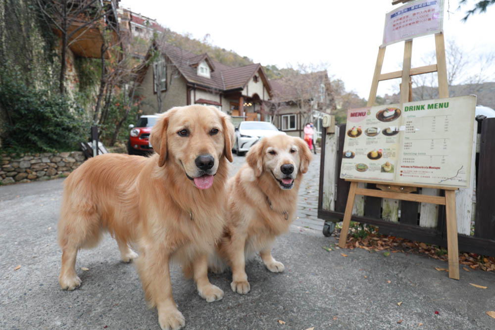 清境蒙塔妮手作甜點｜南投清境美食咖啡廳、清境寵物友善餐廳、超美的歐洲童話小屋、每日手作法式甜點