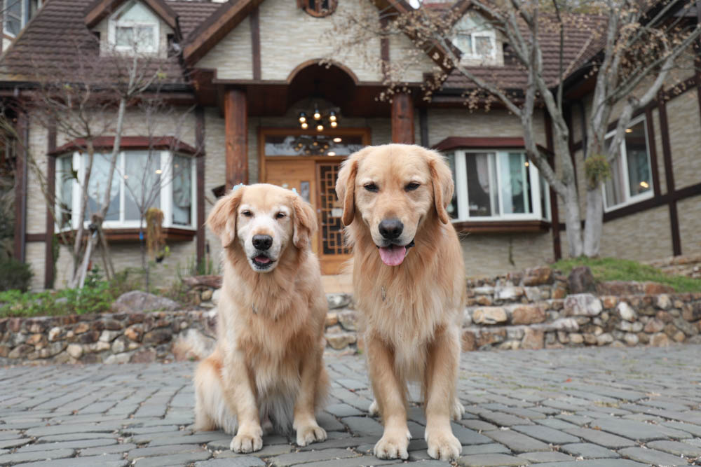 清境蒙塔妮手作甜點｜南投清境美食咖啡廳、清境寵物友善餐廳、超美的歐洲童話小屋、每日手作法式甜點
