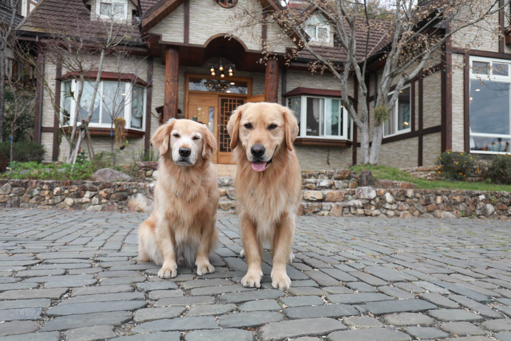 清境蒙塔妮手作甜點｜南投清境美食咖啡廳、清境寵物友善餐廳、超美的歐洲童話小屋、每日手作法式甜點