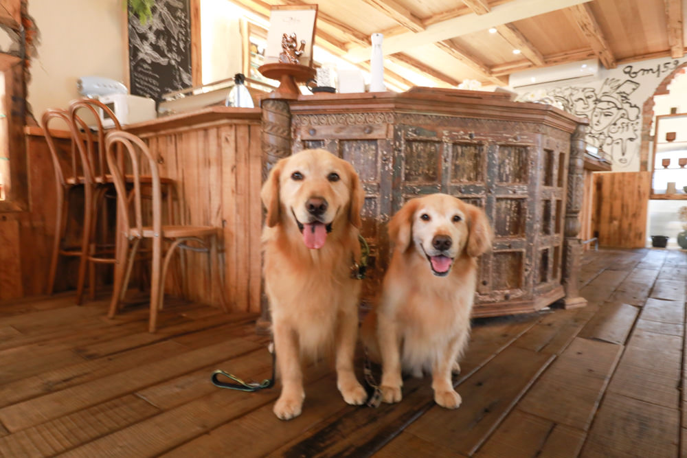 新北三峽美食｜Qm159 清琳咖啡。寵物友善餐廳、從廢墟老屋變身的網美咖啡廳、歐洲古董風格咖啡館