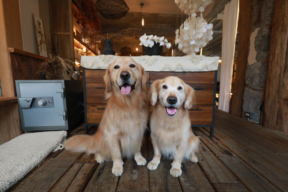 新北三峽美食｜Qm159 清琳咖啡。寵物友善餐廳、從廢墟老屋變身的網美咖啡廳、歐洲古董風格咖啡館