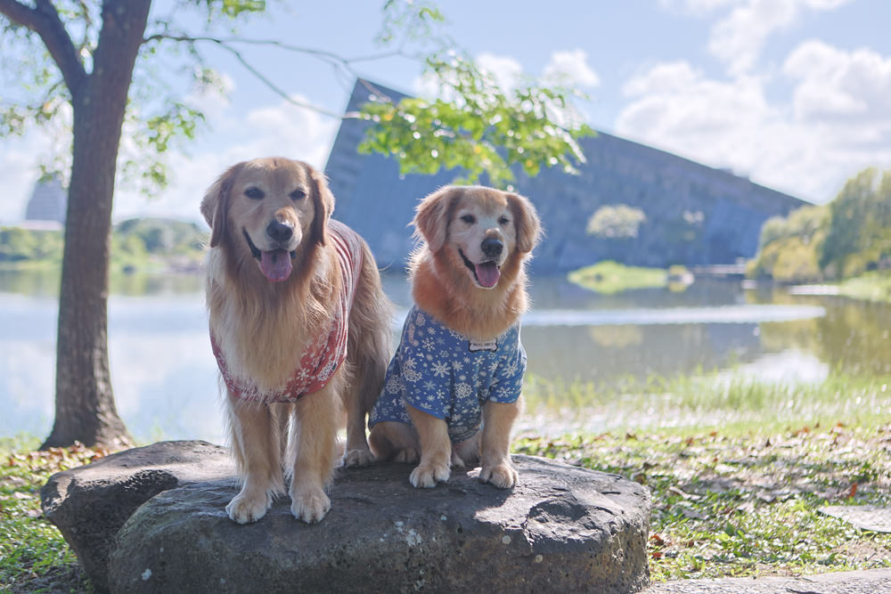 宜蘭頭城景點|蘭陽博物館、蘭博–烏石港驛站。融合當地地景建造出的絕美建築 - 第2張圖 宜蘭頭城景點|蘭陽博物館、蘭博–烏石港驛站。融合當地地景建造出的絕美建築