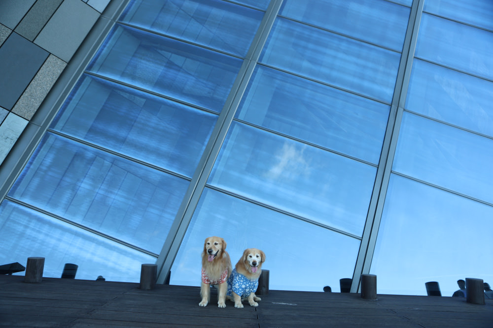 宜蘭頭城景點|蘭陽博物館、蘭博–烏石港驛站。融合當地地景建造出的絕美建築 - 第8張圖 宜蘭頭城景點|蘭陽博物館、蘭博–烏石港驛站。融合當地地景建造出的絕美建築