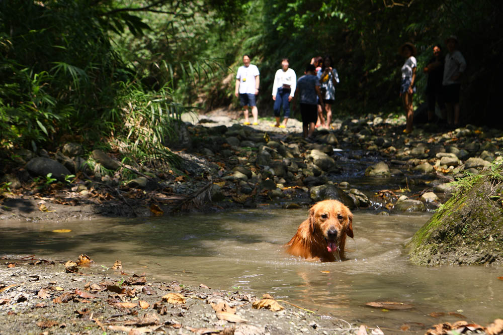 花蓮｜嘻餐町溪畔餐桌。浮誇峽谷下午茶、網美鞦韆吊床、漫步清澈溪流中溯溪、豐盛多元化的美味佳餚、還有窯烤披薩DIY
