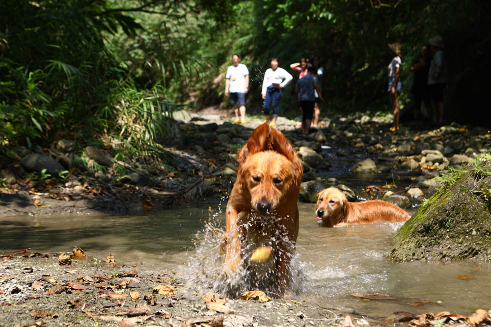 花蓮｜嘻餐町溪畔餐桌。浮誇峽谷下午茶、網美鞦韆吊床、漫步清澈溪流中溯溪、豐盛多元化的美味佳餚、還有窯烤披薩DIY