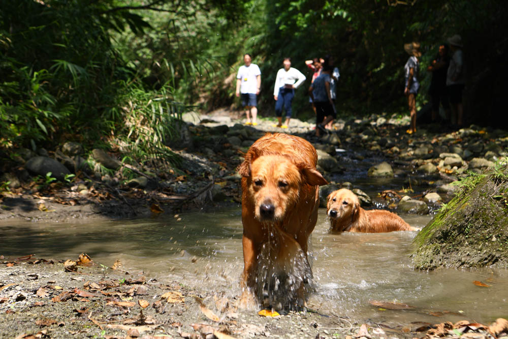 花蓮｜嘻餐町溪畔餐桌。浮誇峽谷下午茶、網美鞦韆吊床、漫步清澈溪流中溯溪、豐盛多元化的美味佳餚、還有窯烤披薩DIY