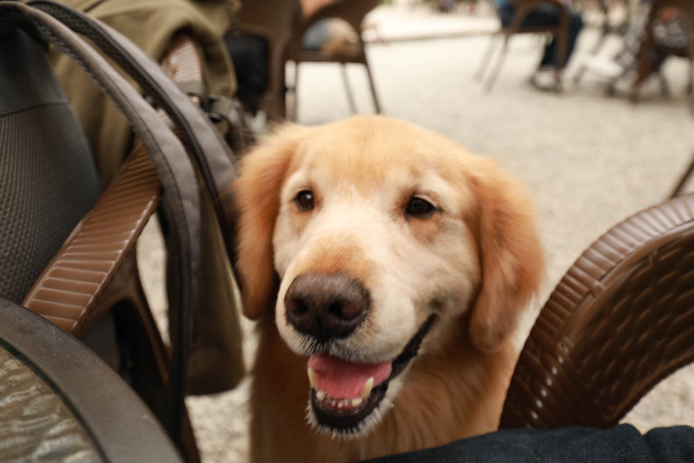新北烏來美食｜瀑布3號景觀餐廳。瀑布餐廳、寵物友善餐廳、第一排瀑布絕景玻璃屋、夢幻球池