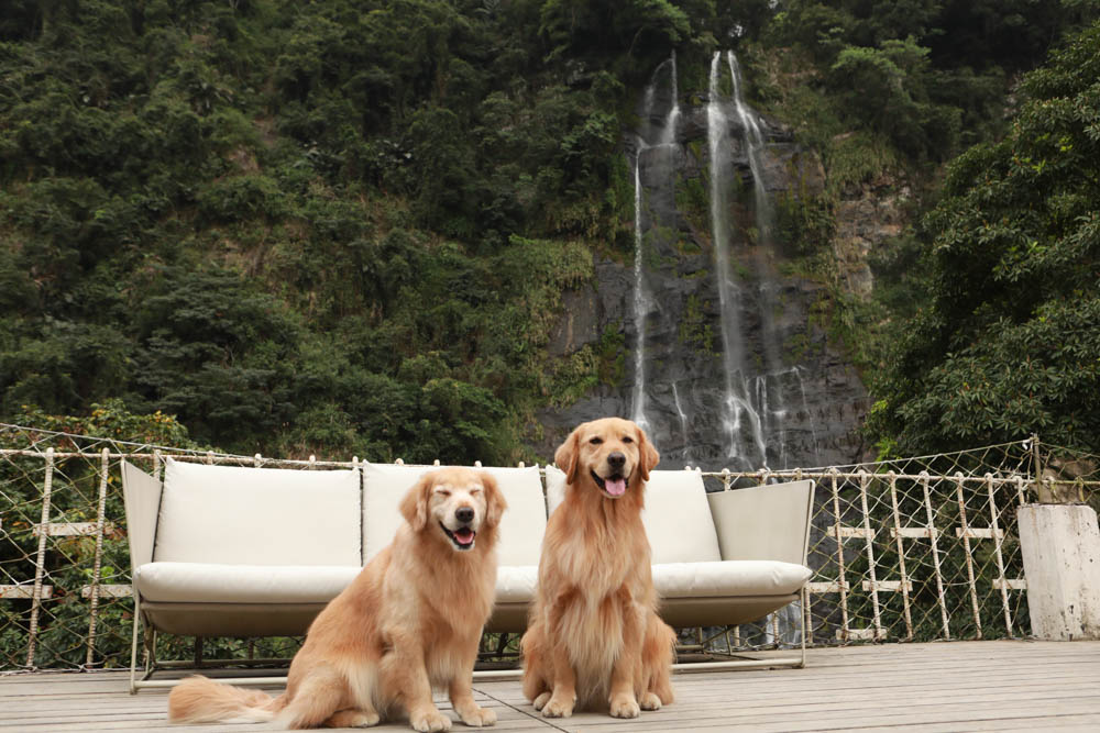 新北烏來美食｜瀑布3號景觀餐廳。瀑布餐廳、寵物友善餐廳、第一排瀑布絕景玻璃屋、夢幻球池
