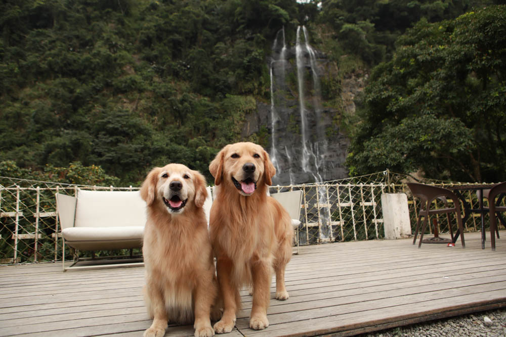 新北烏來美食｜瀑布3號景觀餐廳。瀑布餐廳、寵物友善餐廳、第一排瀑布絕景玻璃屋、夢幻球池