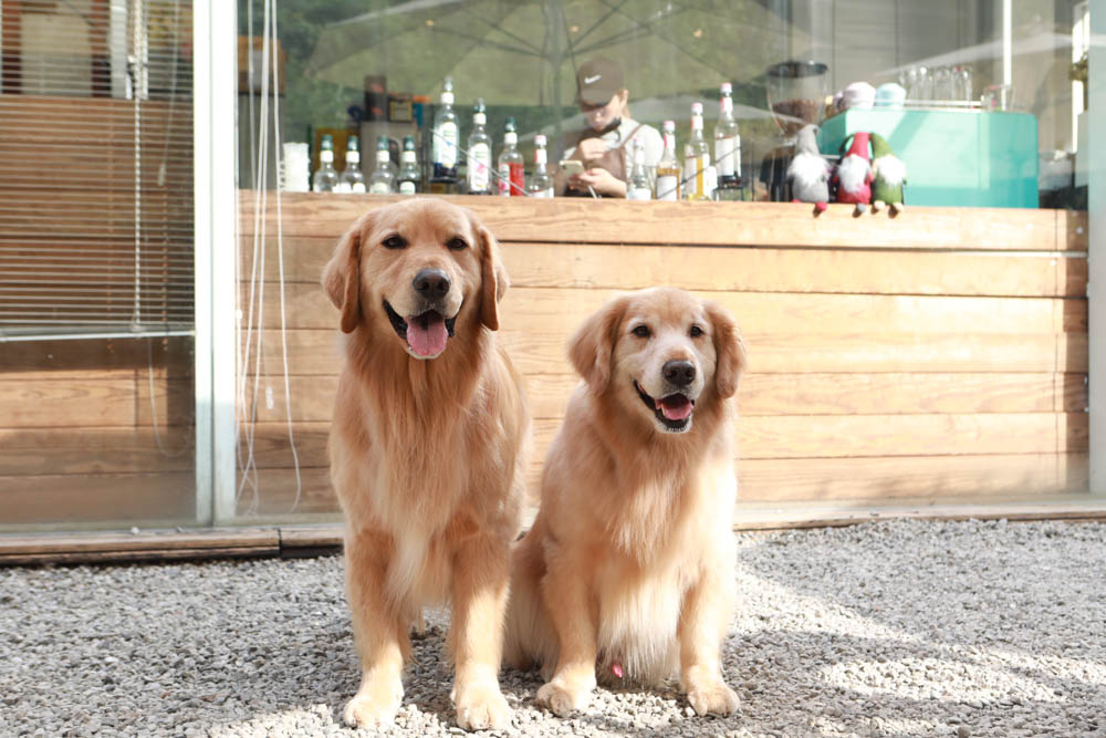 新北烏來美食｜瀑布3號景觀餐廳。瀑布餐廳、寵物友善餐廳、第一排瀑布絕景玻璃屋、夢幻球池