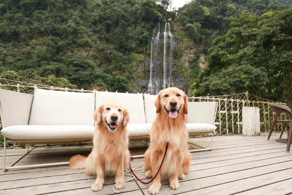 新北烏來美食｜瀑布3號景觀餐廳。瀑布餐廳、寵物友善餐廳、第一排瀑布絕景玻璃屋、夢幻球池