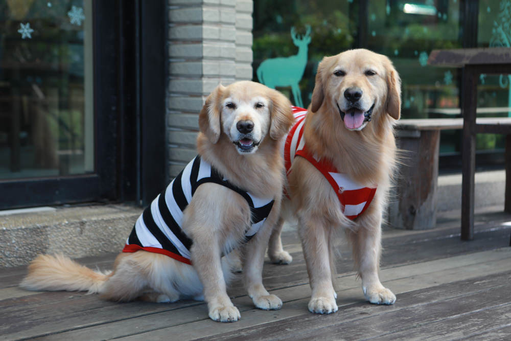 新北三芝美食｜三芝煙燻小棧 Smoky Inn。道地德國豬腳、德式香腸、寵物友善餐廳