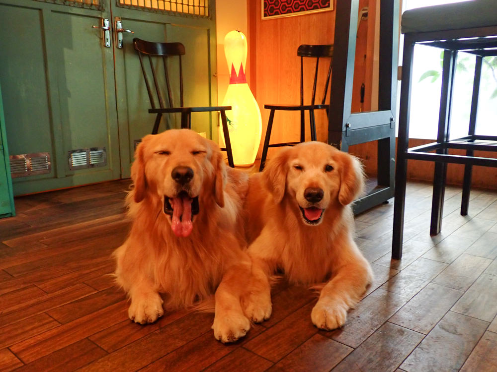 台北中山國中美食｜父母FuMu傳統英式早午餐酒館。寵物友善餐廳、英式大早餐、精釀啤酒