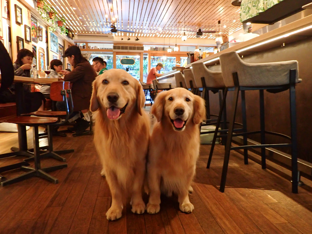 台北中山國中美食｜父母FuMu傳統英式早午餐酒館。寵物友善餐廳、英式大早餐、精釀啤酒