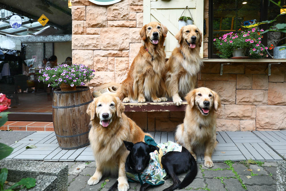 桃園大溪美食|Emmie的南法玫瑰園。森林絕美玻璃屋景觀餐廳、歐風花園、寵物友善餐廳 - 第33張圖 桃園大溪美食|Emmie的南法玫瑰園。森林絕美玻璃屋景觀餐廳、歐風花園、寵物友善餐廳