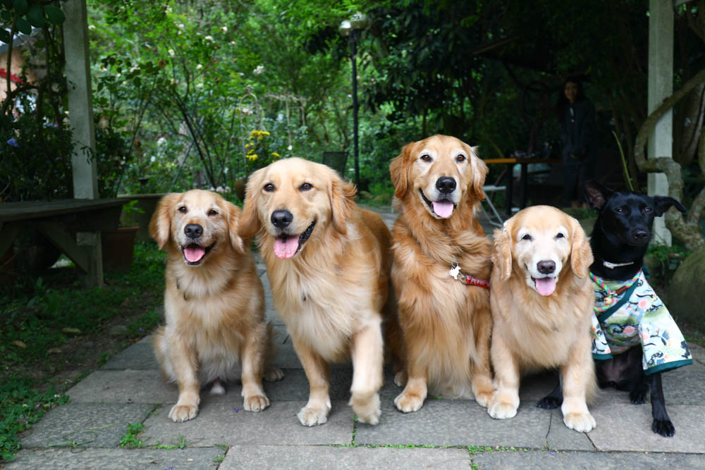 桃園大溪美食|Emmie的南法玫瑰園。森林絕美玻璃屋景觀餐廳、歐風花園、寵物友善餐廳 - 第18張圖 桃園大溪美食|Emmie的南法玫瑰園。森林絕美玻璃屋景觀餐廳、歐風花園、寵物友善餐廳