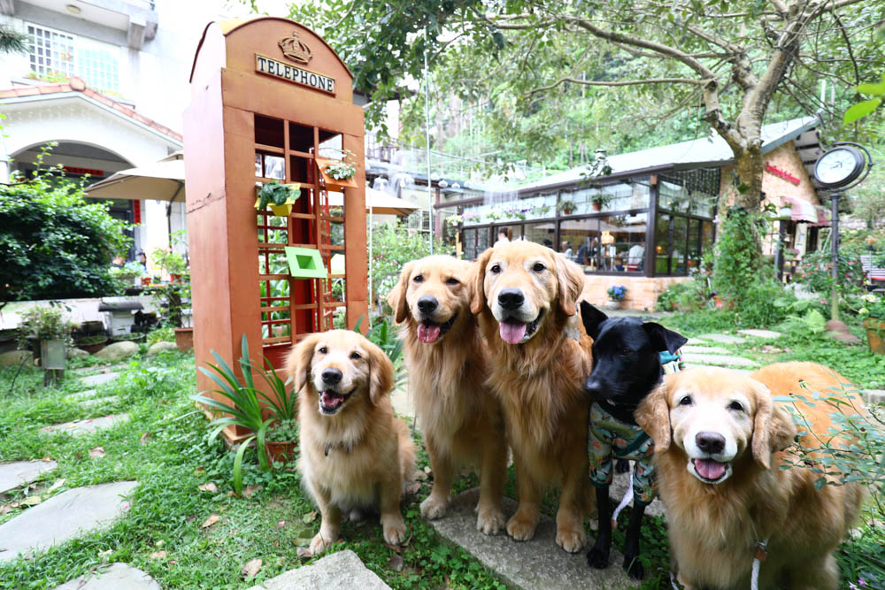 桃園大溪美食|Emmie的南法玫瑰園。森林絕美玻璃屋景觀餐廳、歐風花園、寵物友善餐廳 - 第19張圖 桃園大溪美食|Emmie的南法玫瑰園。森林絕美玻璃屋景觀餐廳、歐風花園、寵物友善餐廳
