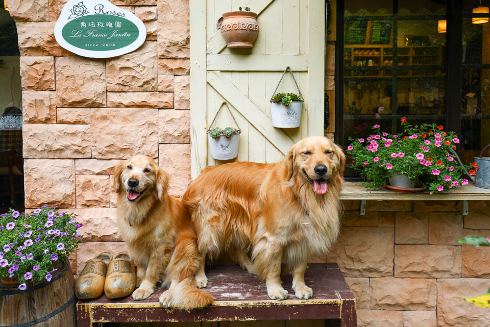 桃園大溪美食|Emmie的南法玫瑰園。森林絕美玻璃屋景觀餐廳、歐風花園、寵物友善餐廳 - 第16張圖 桃園大溪美食|Emmie的南法玫瑰園。森林絕美玻璃屋景觀餐廳、歐風花園、寵物友善餐廳