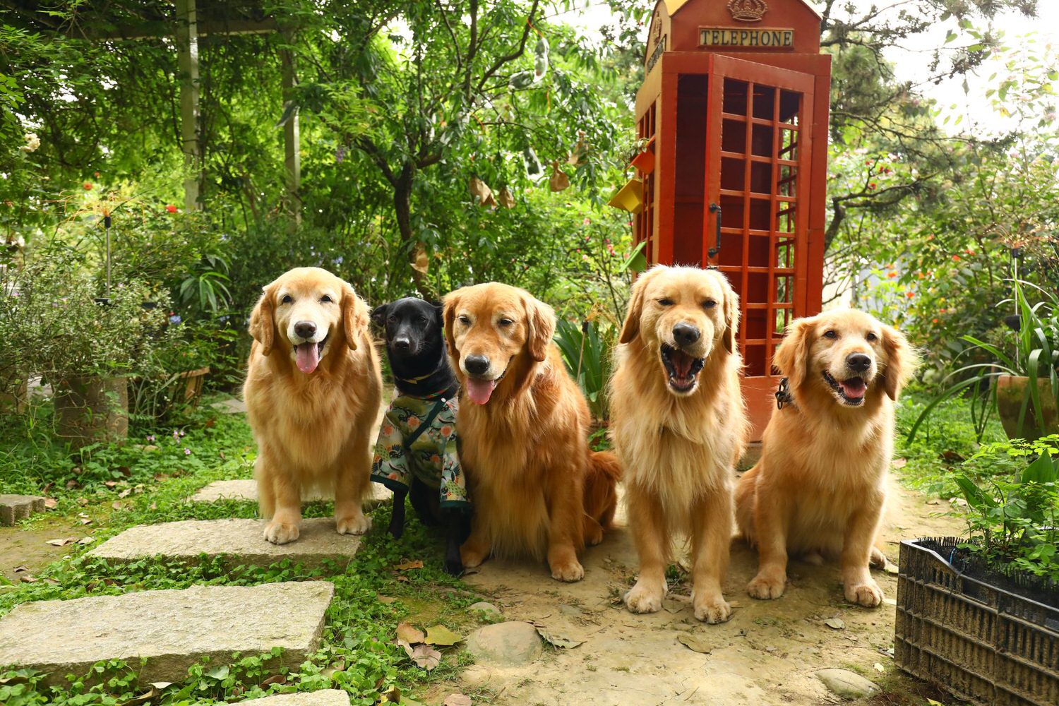 桃園大溪美食|Emmie的南法玫瑰園。森林絕美玻璃屋景觀餐廳、歐風花園、寵物友善餐廳 - 第22張圖 桃園大溪美食|Emmie的南法玫瑰園。森林絕美玻璃屋景觀餐廳、歐風花園、寵物友善餐廳