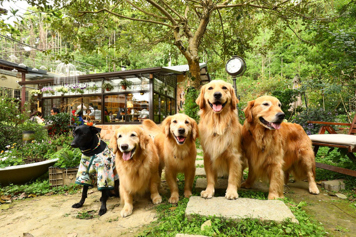 桃園大溪美食|Emmie的南法玫瑰園。森林絕美玻璃屋景觀餐廳、歐風花園、寵物友善餐廳 - 第20張圖 桃園大溪美食|Emmie的南法玫瑰園。森林絕美玻璃屋景觀餐廳、歐風花園、寵物友善餐廳